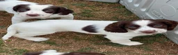 English Springer Spaniel dogs for sale: HEALTH TESTED QUALITY ENGLISH SPRINGER SPANIELS  - Advert 23