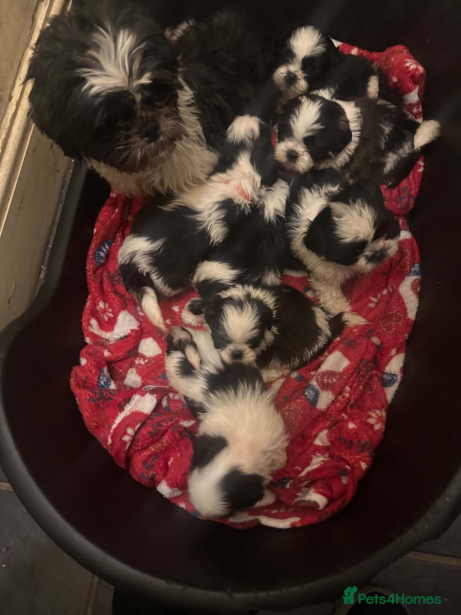 Shih Tzu dogs for sale: Shih tzus - Advert 16