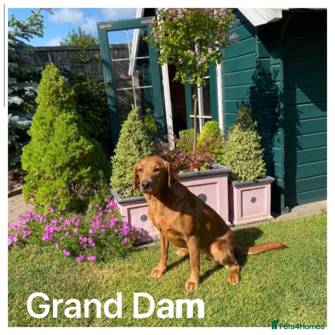 Labrador Retriever dogs for sale: Beautiful KC pups, health tested & superb lineage - Advert 23