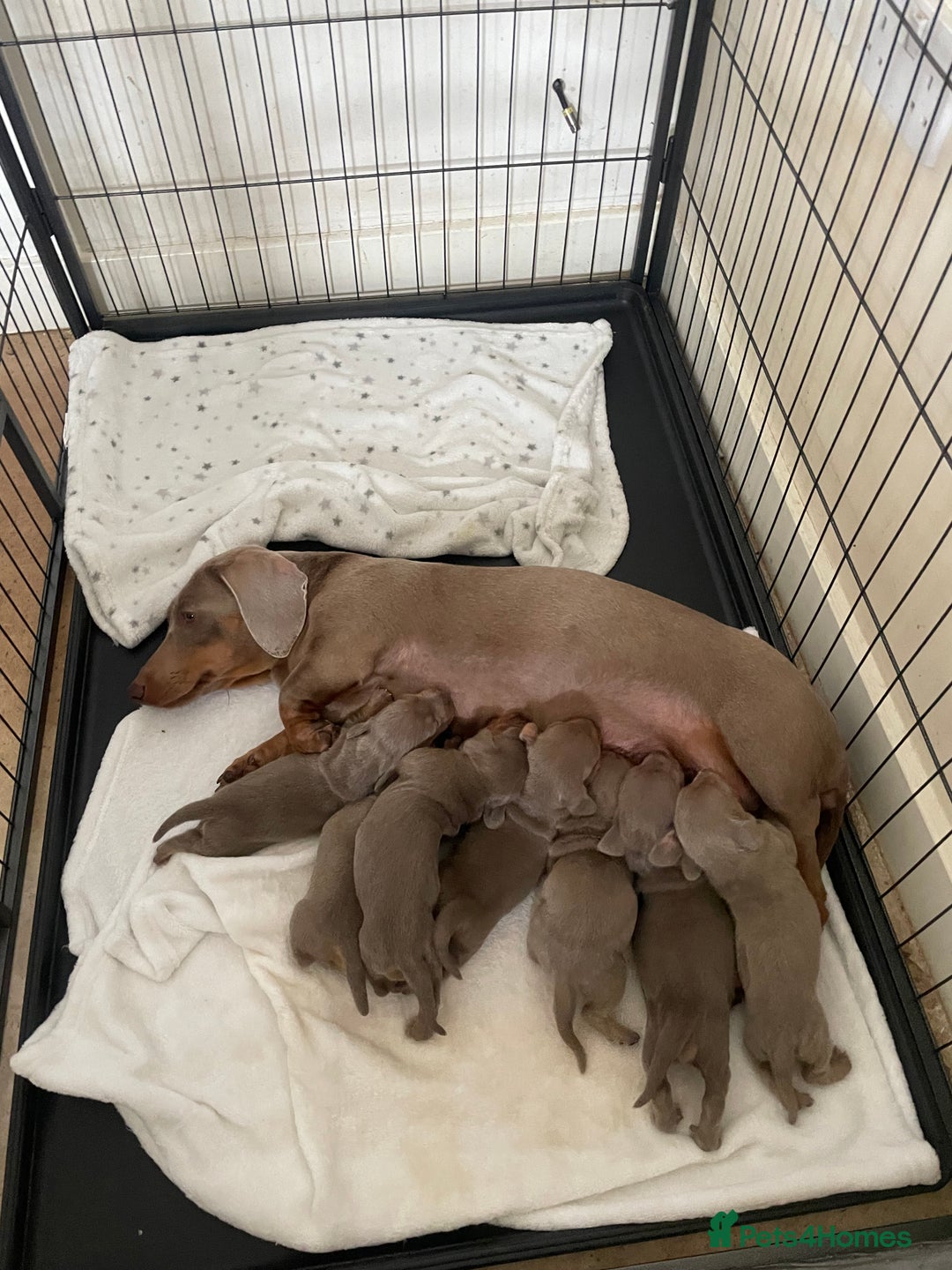 Dachshund dogs for sale: Dachshund  - Image 2