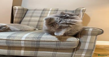 British Shorthair cats ⭐ Champion GGCF British longhair kitten ⭐  - Advert 2