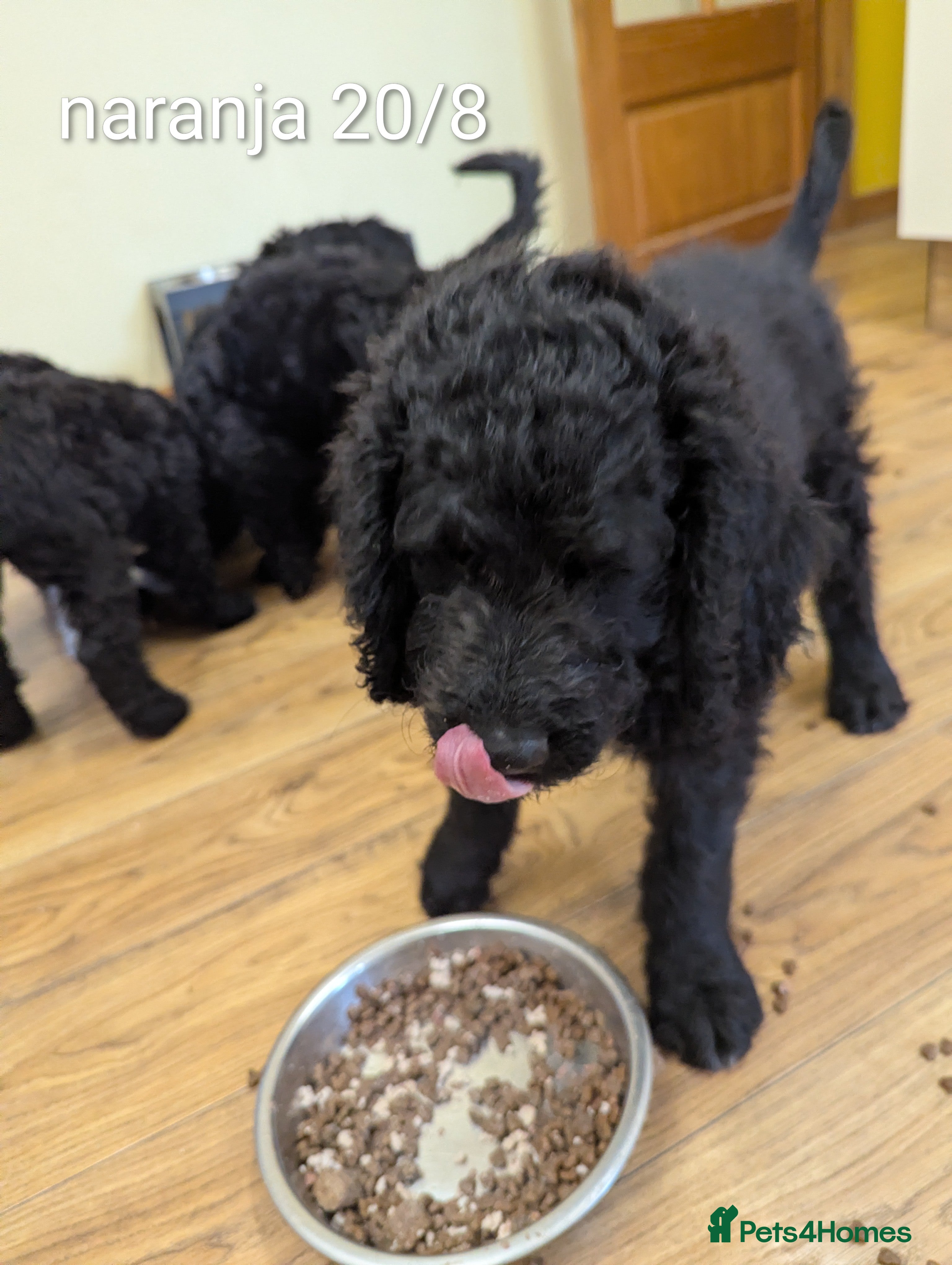 Goldendoodle dogs F1B Standard Goldendoodle Puppies! 😍🩷 Can save!  - Advert 2