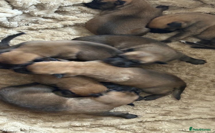 Mixed Breed dogs - Advert 2
