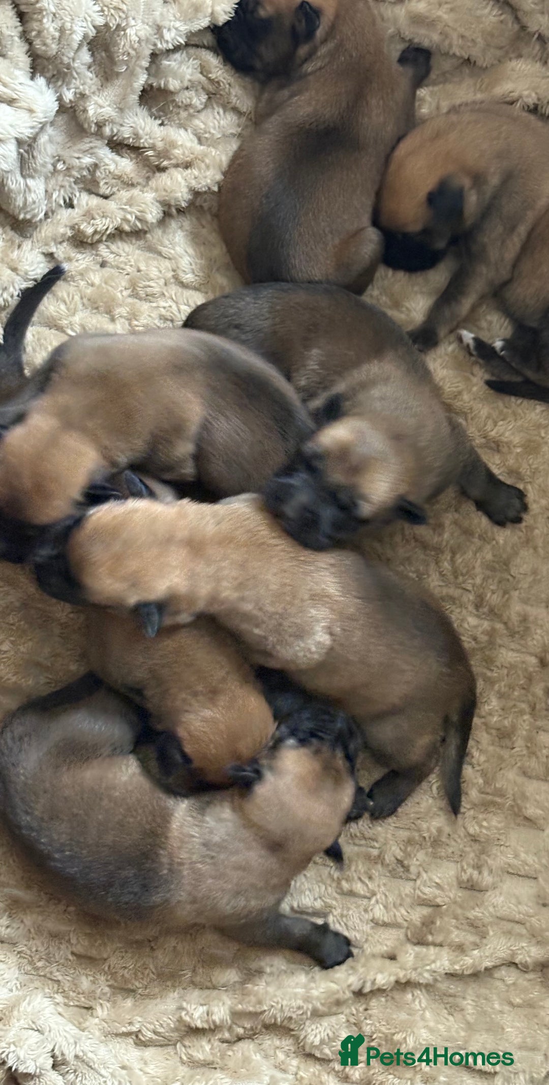 Mixed Breed dogs for sale: Belgian mali cross bullgreyhound - Image 1