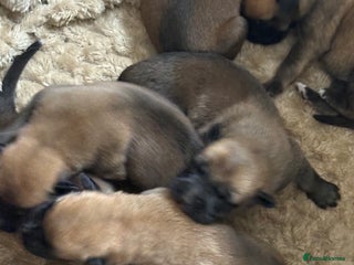 Mixed Breed dogs - Advert 10