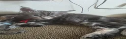 Maine Coon cats for sale: 2 left out of 9 in Clacton-on-Sea - Advert 9