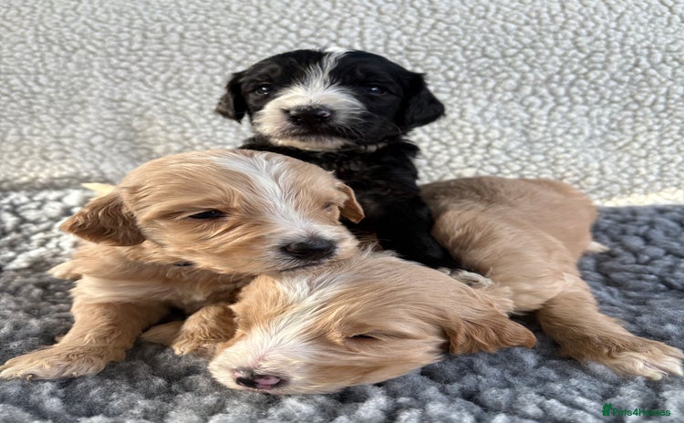 Mixed Breed dogs - Advert 3