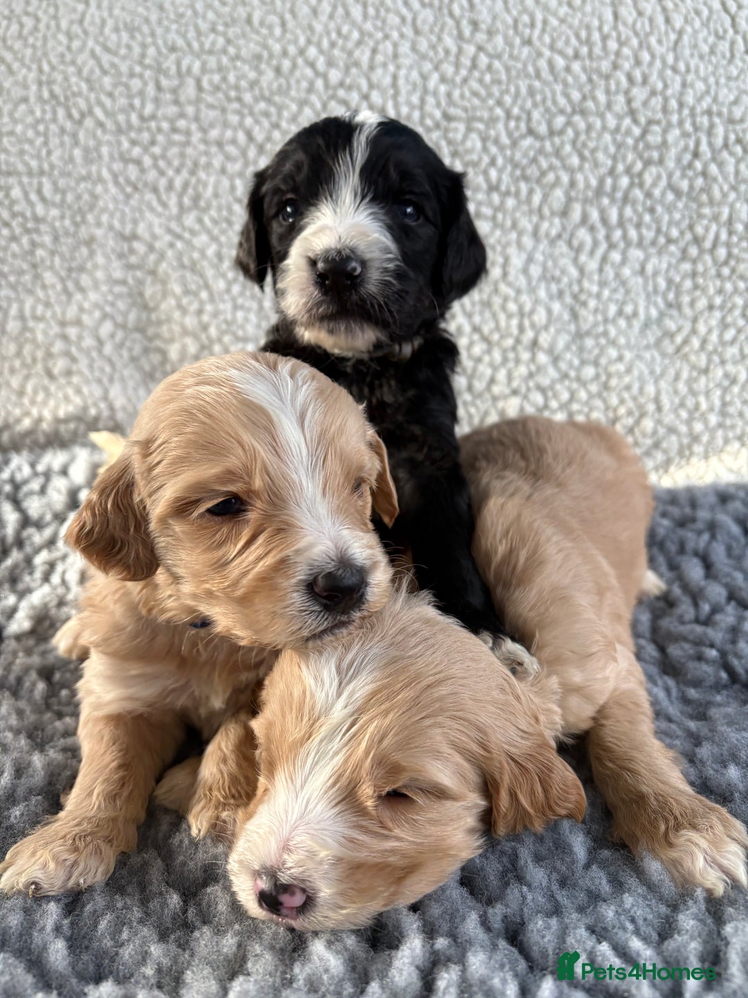 Mixed Breed dogs for sale: Bernedoodle - Image 1