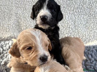 Mixed Breed dogs - Advert 2