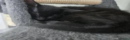Mixed Breed cats for sale: Cute Fluffy Black Kittens Looking for Homes 🐈‍⬛🖤 - Advert 9