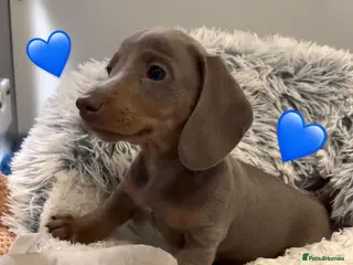 Miniature Dachshund dogs Ready Now Quality mini Isabela & tan Daxi puppy,s - Advert 2