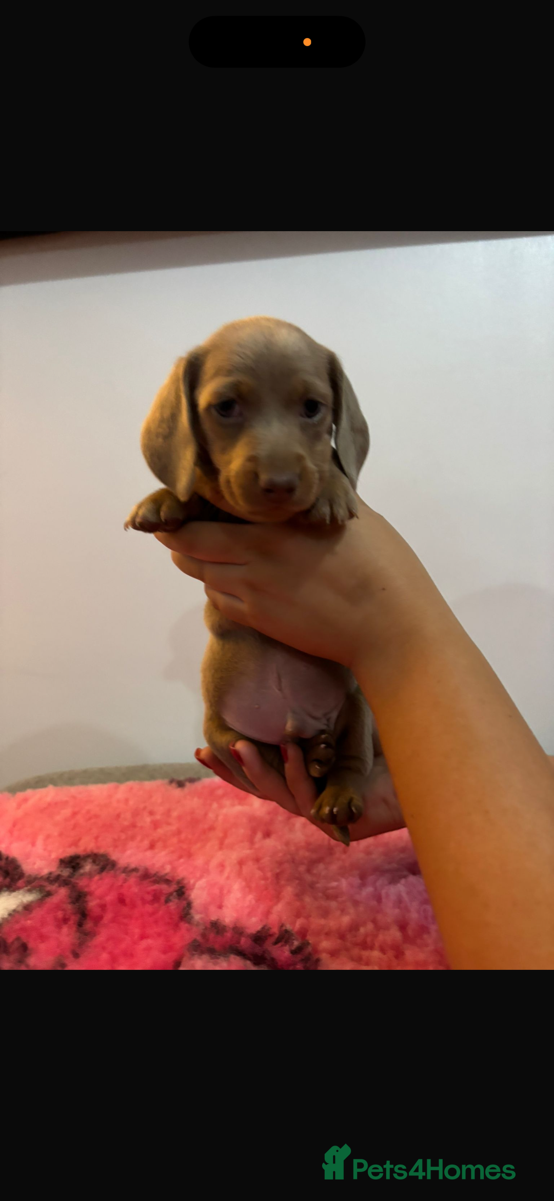 Miniature Dachshund dogs for sale: Kc registered miniature dachshunds - Advert 19