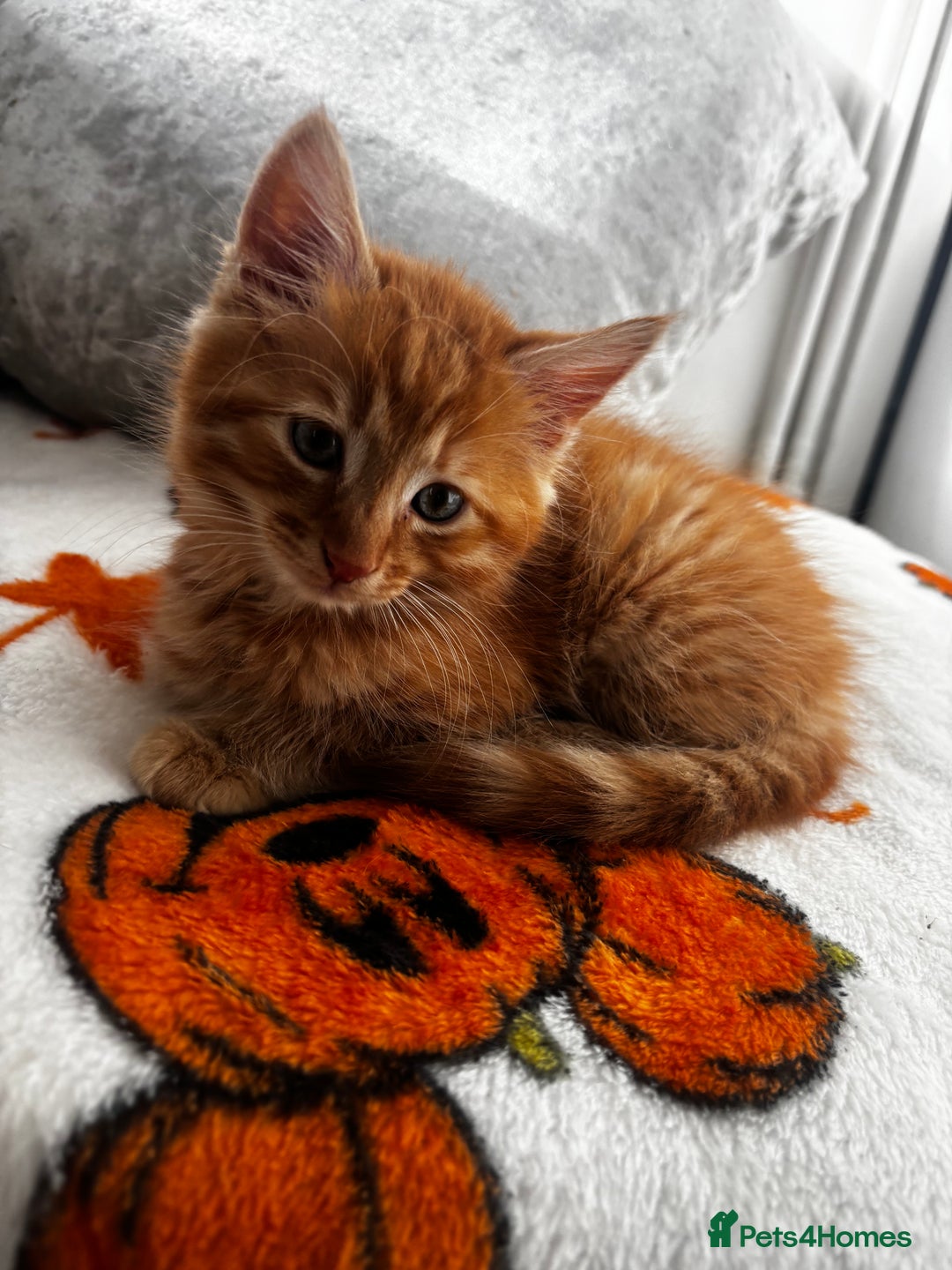 Ragdoll cats for sale: Tiny Ginger Female - Image 3