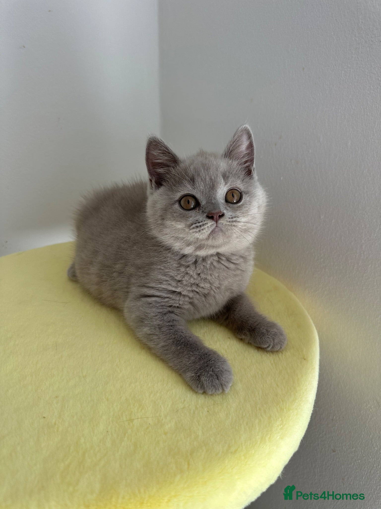 British Shorthair cats 🧸 Show Quality TICA reg BSH Last 2 available 🧸 - Advert 17