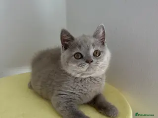 British Shorthair cats 🧸 Show Quality TICA reg BSH Last 2 available 🧸 - Advert 17