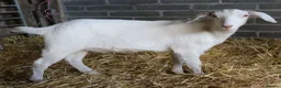 Goats livestock for sale: 6‑Month‑old Wether Goats for Sale - Advert 7