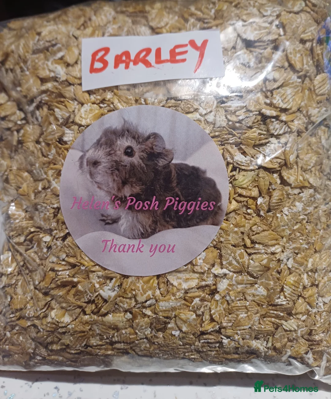 Guinea Pig rodents for sale: Skinny/wolfies? Swiss and teddys - Advert 16