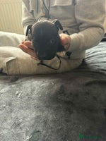 Staffordshire Bull Terrier dogs Blue staffordshire bull terrier pups - Advert 2