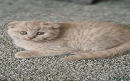 Scottish Fold cats for sale: Stunning TICA Registered Babies - Image 26