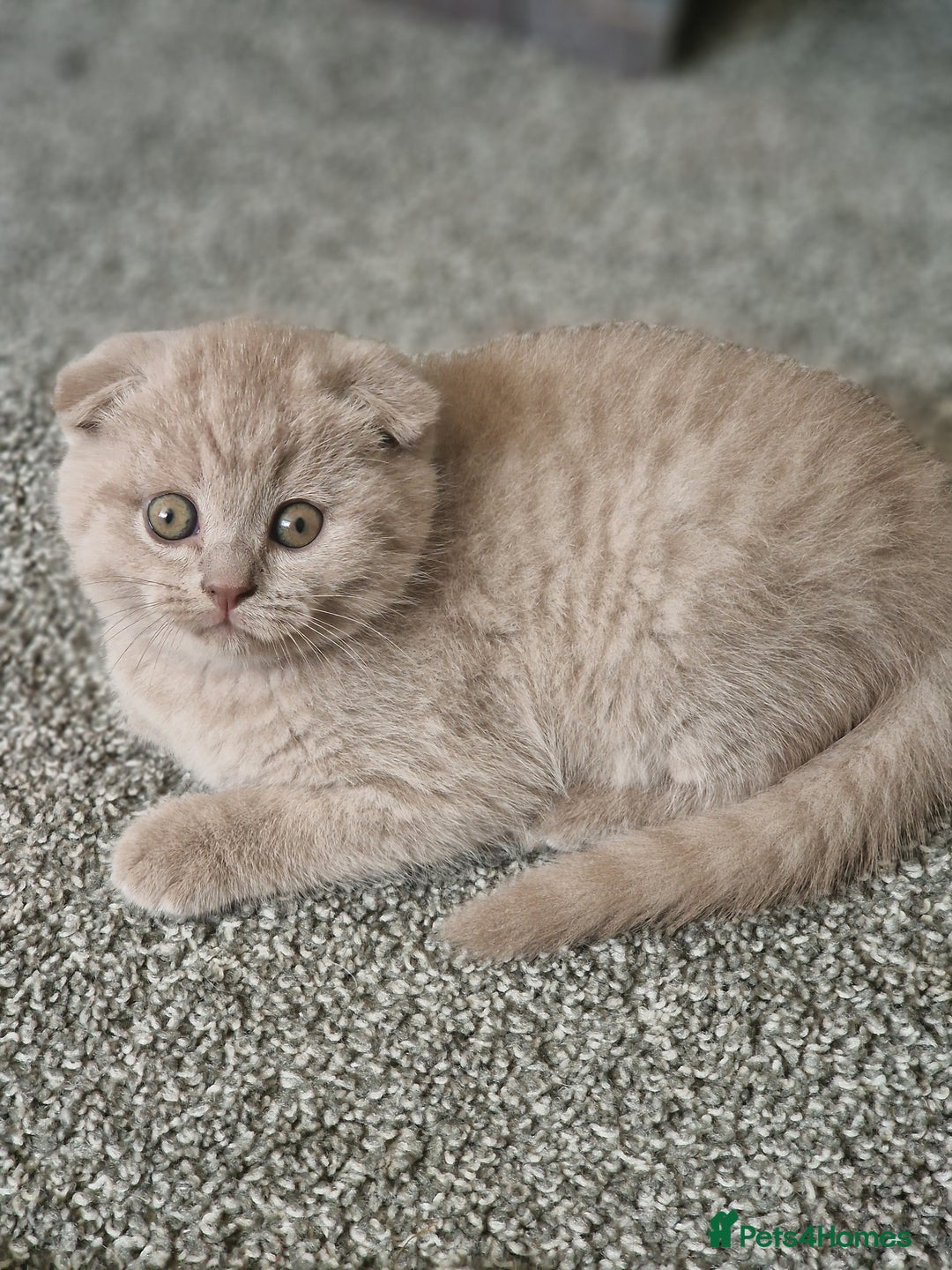 Scottish Fold cats for sale: Stunning TICA Registered Babies - Image 26