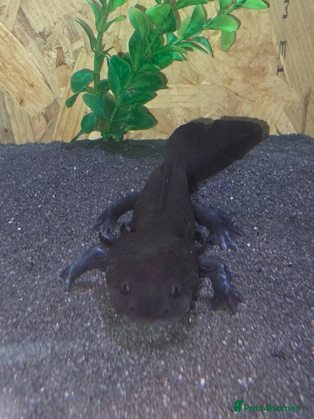 Axolotl reptiles for sale: Axolotls in Arundel - Advert 1