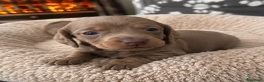 Dachshund 1