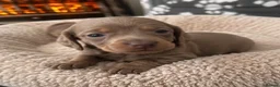 Dachshund dogs for sale: DACHSHUND PUPPIES LOOKING FOR NEW FOREVER HOMES🐶 - Advert 9
