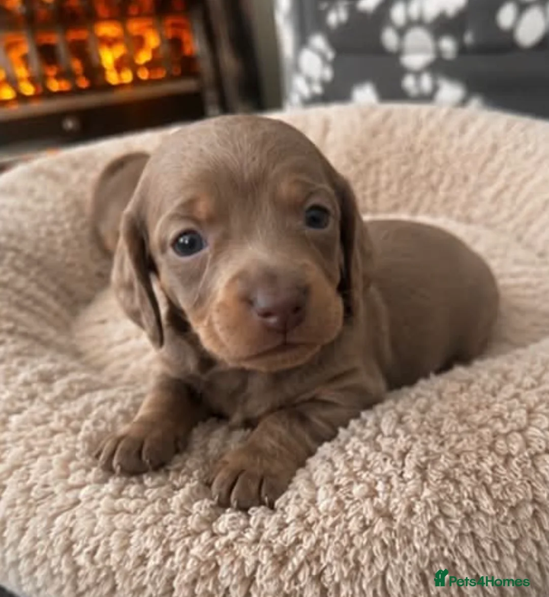 Dachshund dogs for sale: DACHSHUND PUPPIES LOOKING FOR NEW FOREVER HOMES🐶 - Advert 9