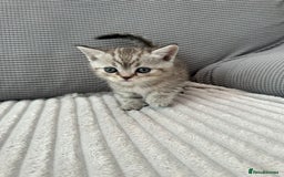 Scottish Fold cats for sale: Scottish fold kittens - Image 13