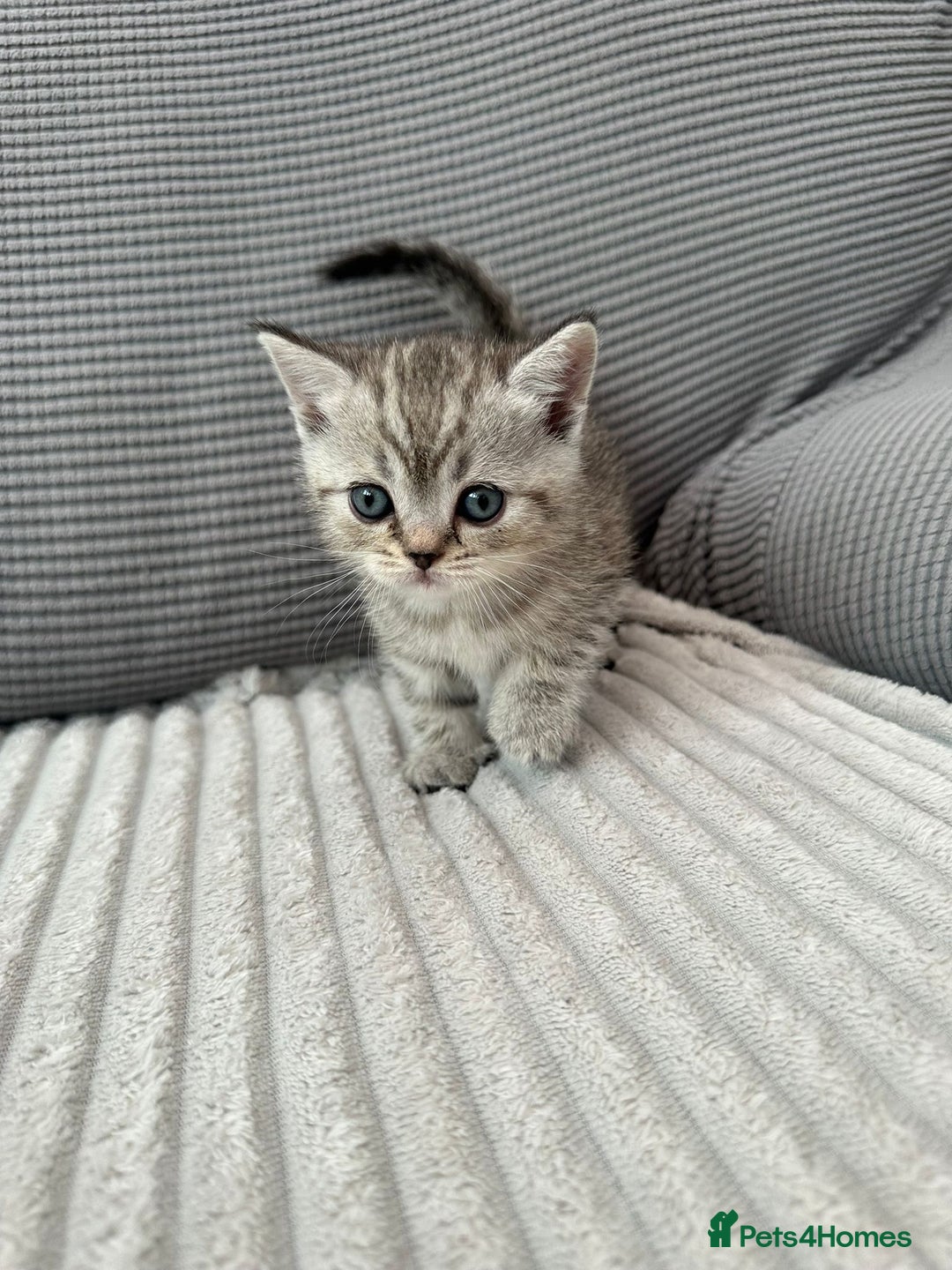 Scottish Fold cats for sale: Scottish fold kittens - Image 13