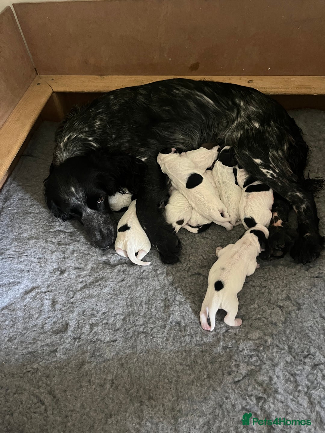 Cocker Spaniel dogs for sale: Stunning KC health tested Cocker pups  - Image 20