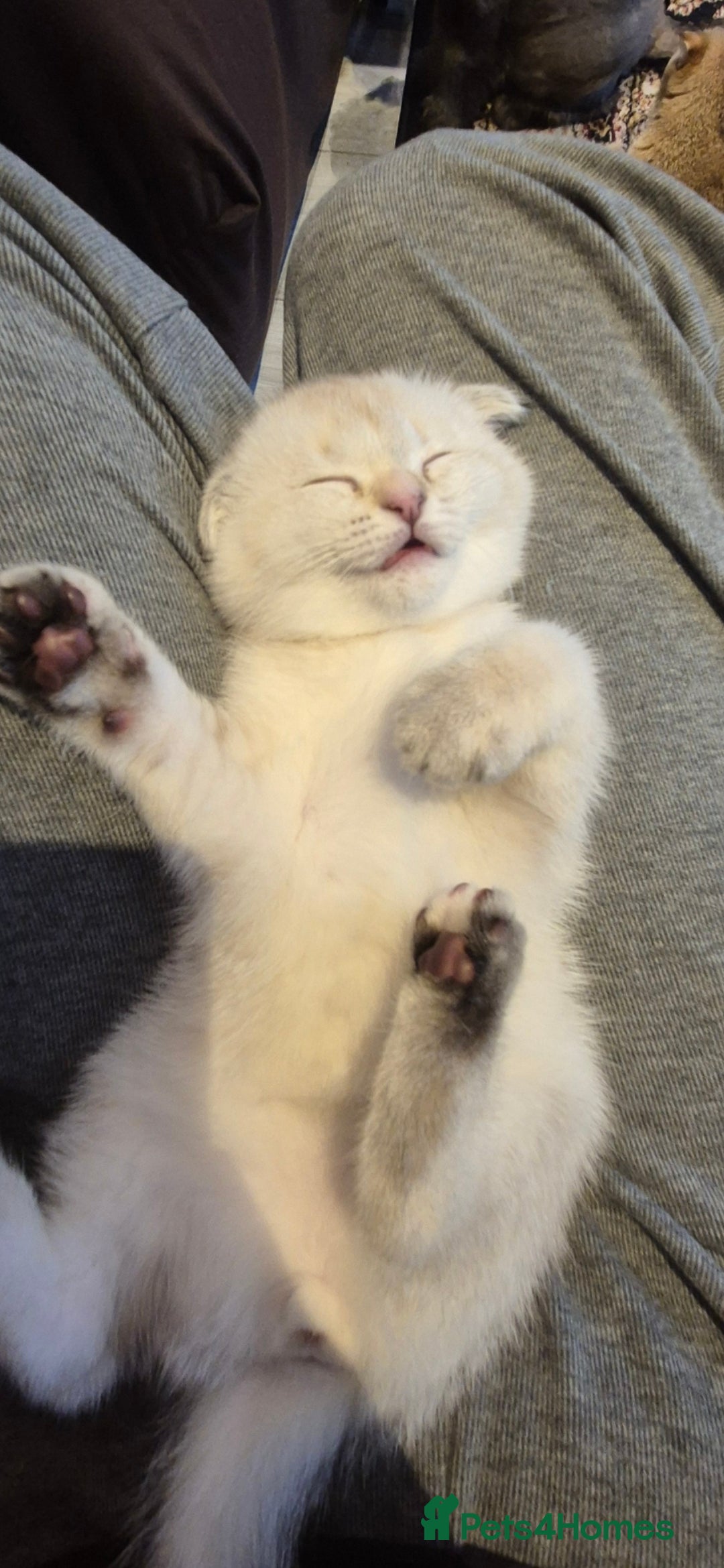 Scottish Fold cats for sale: Chunky fold girl - Image 4