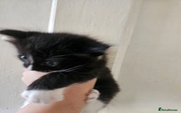 Mixed Breed cats for sale: Kittens for sale ready to leave to good homes  - Image 6