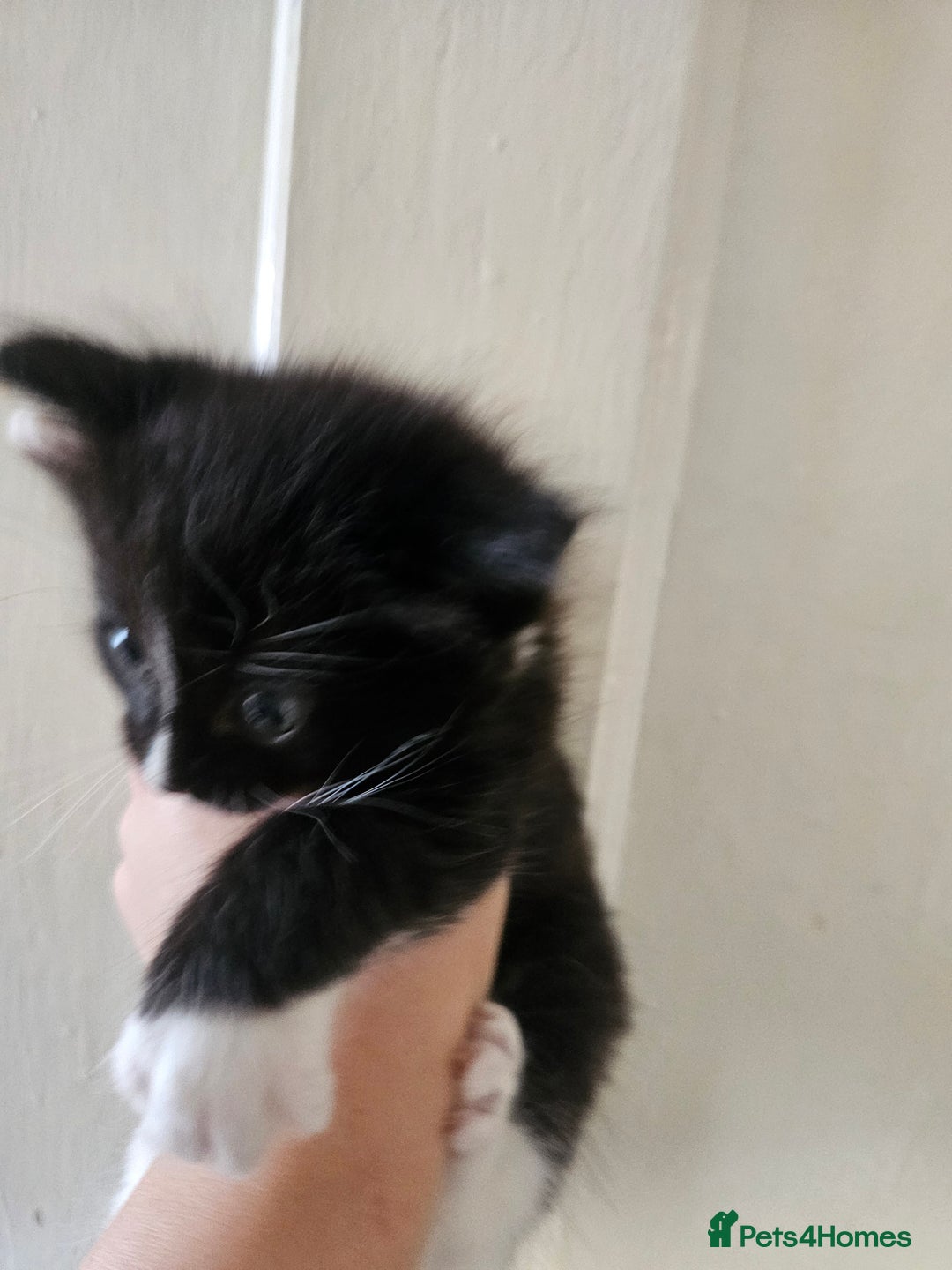 Mixed Breed cats for sale: Kittens for sale ready to leave to good homes  - Image 6