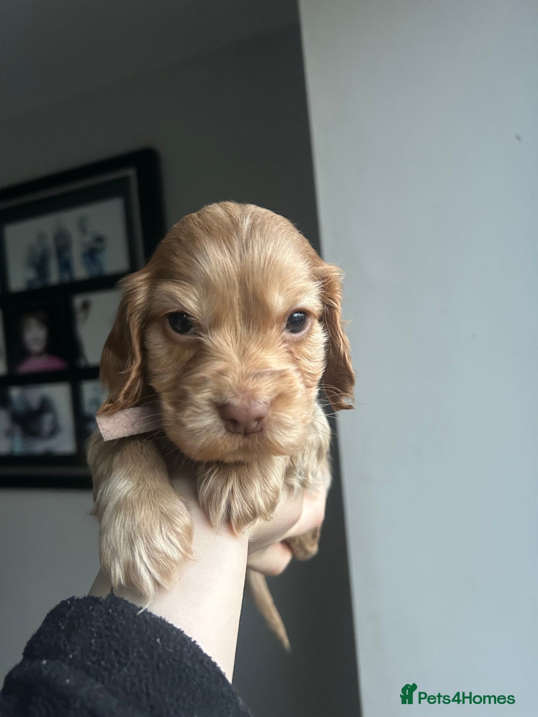 Cocker Spaniel dogs for sale: Show Cocker Spaniel - Advert 23