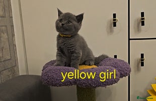 British Shorthair cats - Advert 4