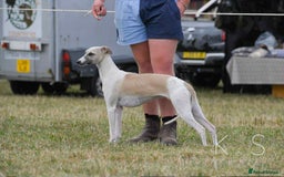 Mixed Breed dogs for sale: F1 whippet x bedlington  - Image 7
