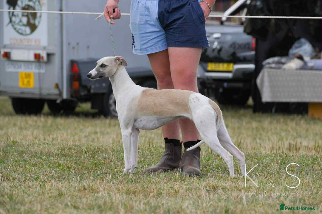 Mixed Breed dogs for sale: F1 whippet x bedlington  - Image 7