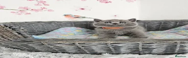 British Shorthair 3