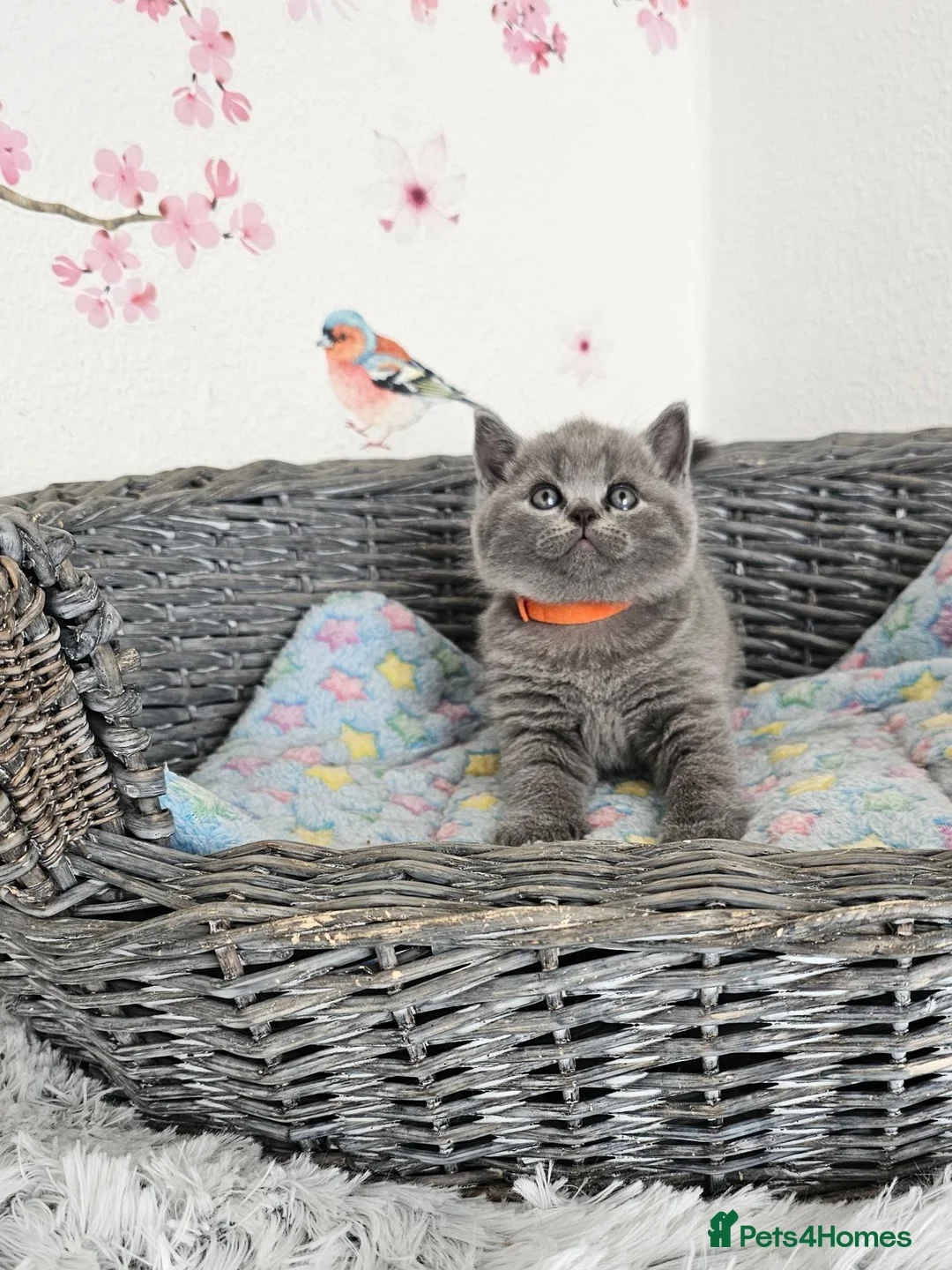 British Shorthair cats for sale: British Shorthair Kittens  - Advert 12