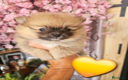 Pomeranian dogs for sale: Waaaaw #SUPERB #POMERANIAN's - Image 5