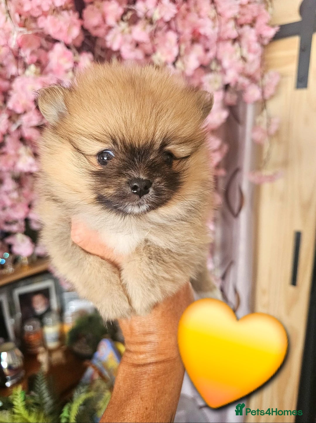 Pomeranian dogs for sale: Waaaaw #SUPERB #POMERANIAN's - Image 5