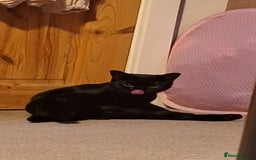 British Shorthair cats for sale: *Urgent* Black cat looking for a home - Image 4