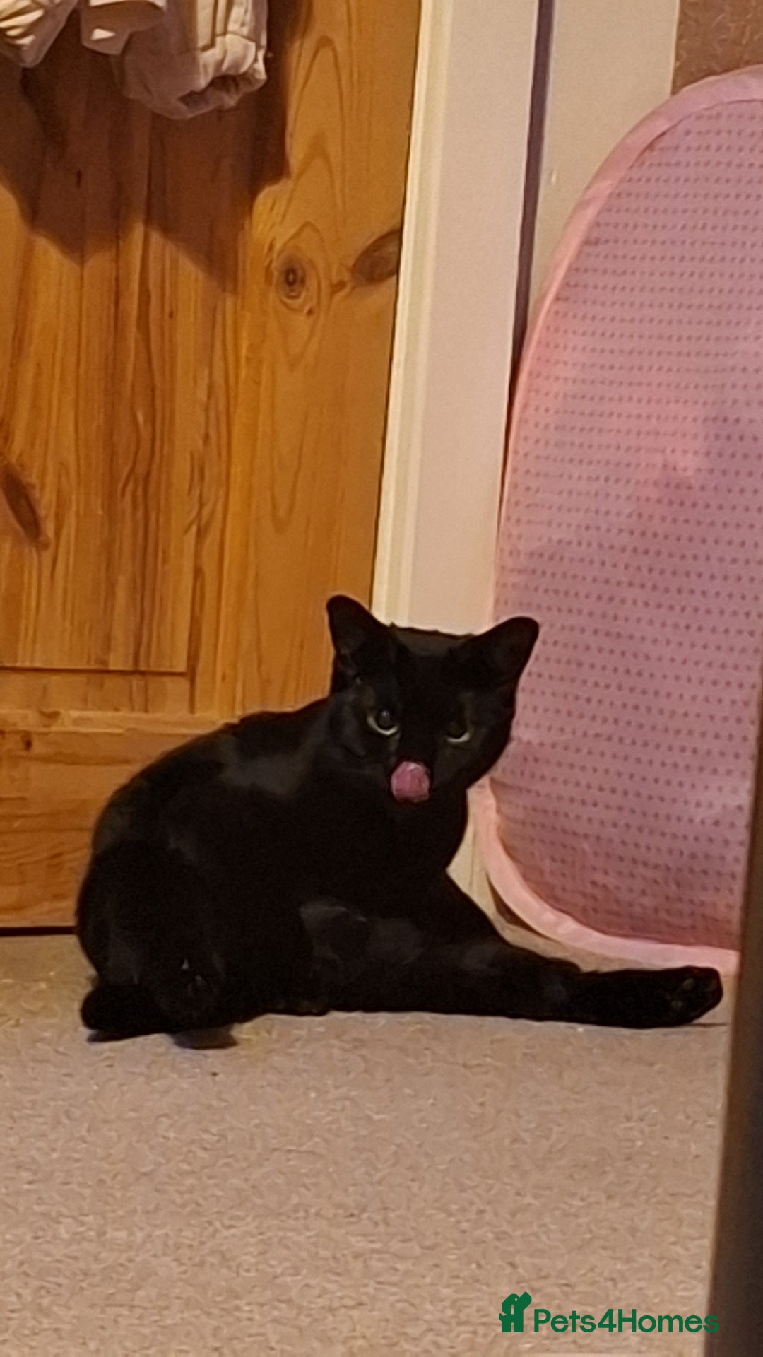 British Shorthair cats for sale: *Urgent* Black cat looking for a home - Image 4