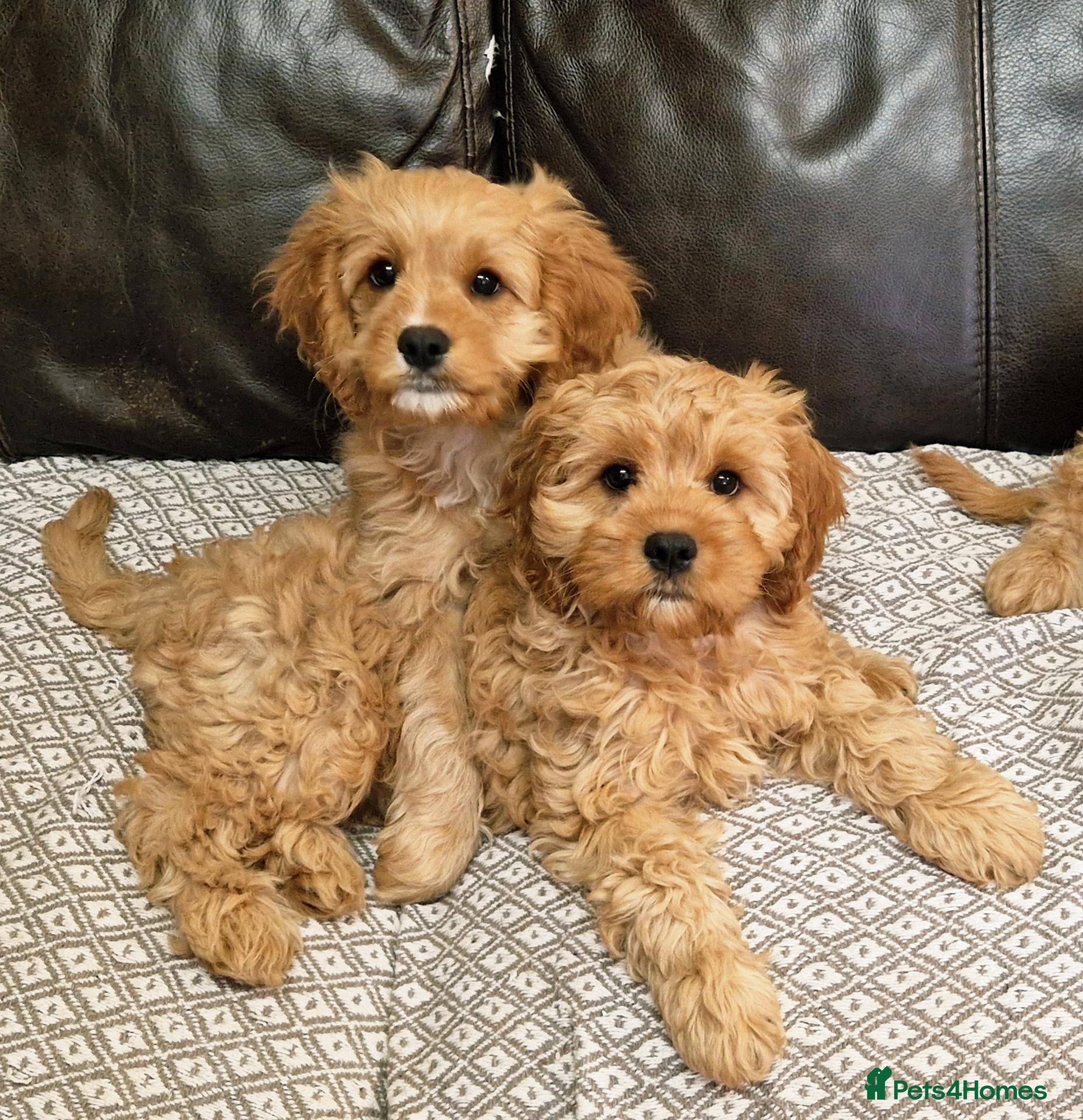 Cavapoo dogs Cuddly Cavapoos Ready Now! - Advert 7