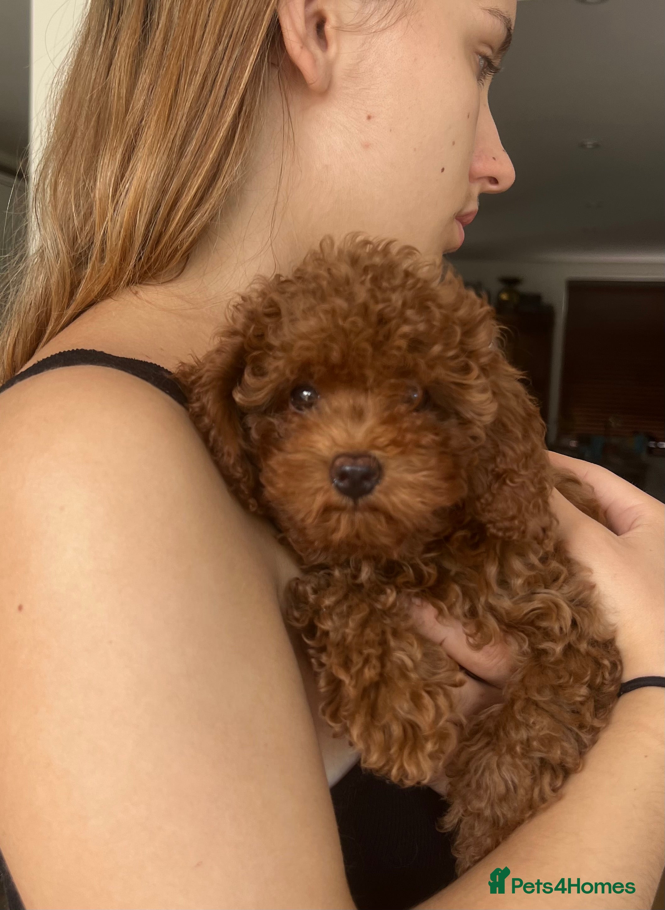 Cavapoo dogs Stunning teddy bear F1B Cavapoos by Asian toy dad - Advert 2