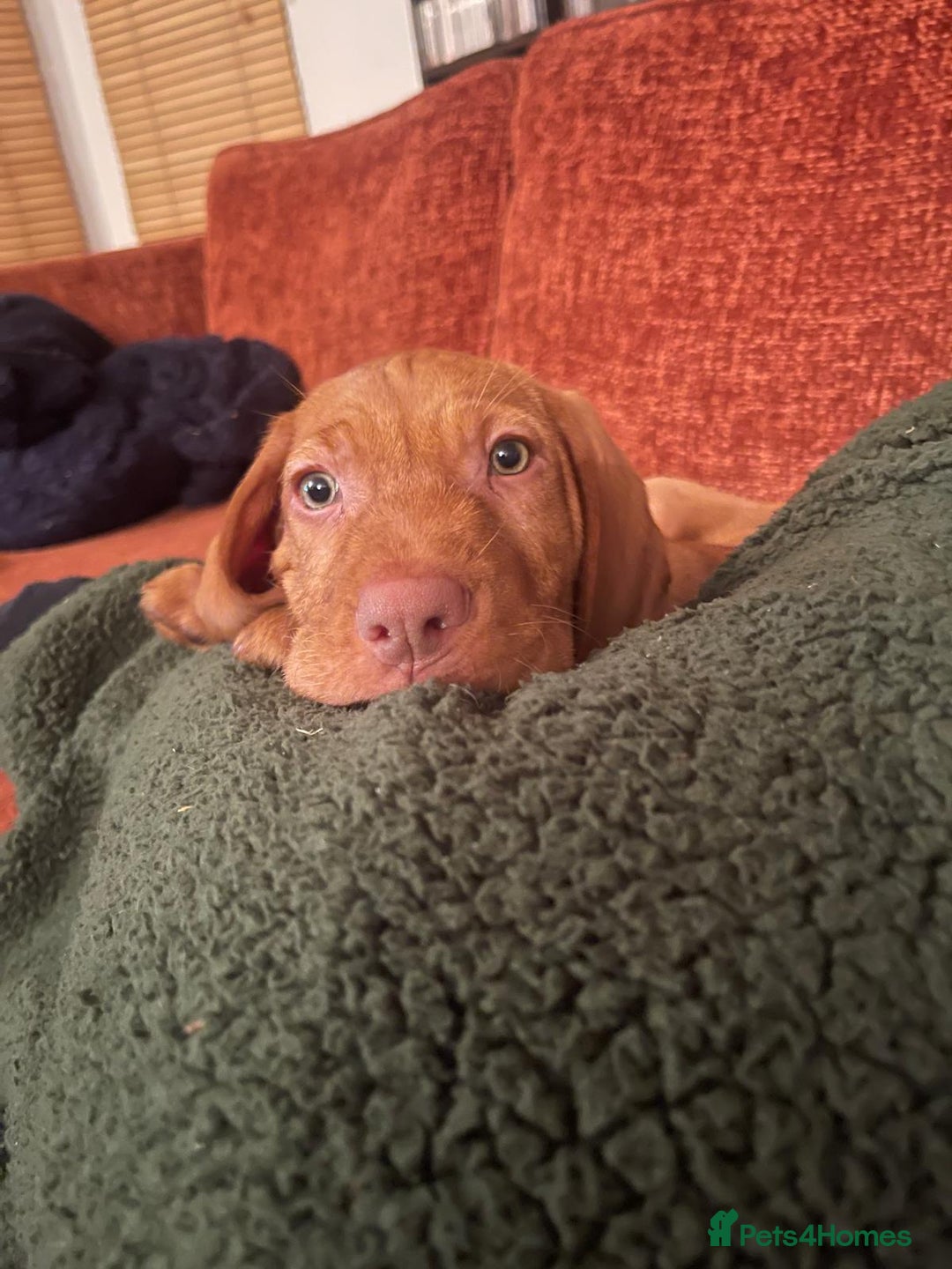 Hungarian Vizsla dogs for sale: Wirehaired Hungarian Visla puppies   - Advert 8