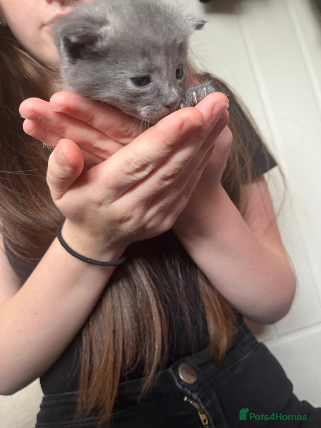 Mixed Breed cats for sale: Grey kittens  - Image 12