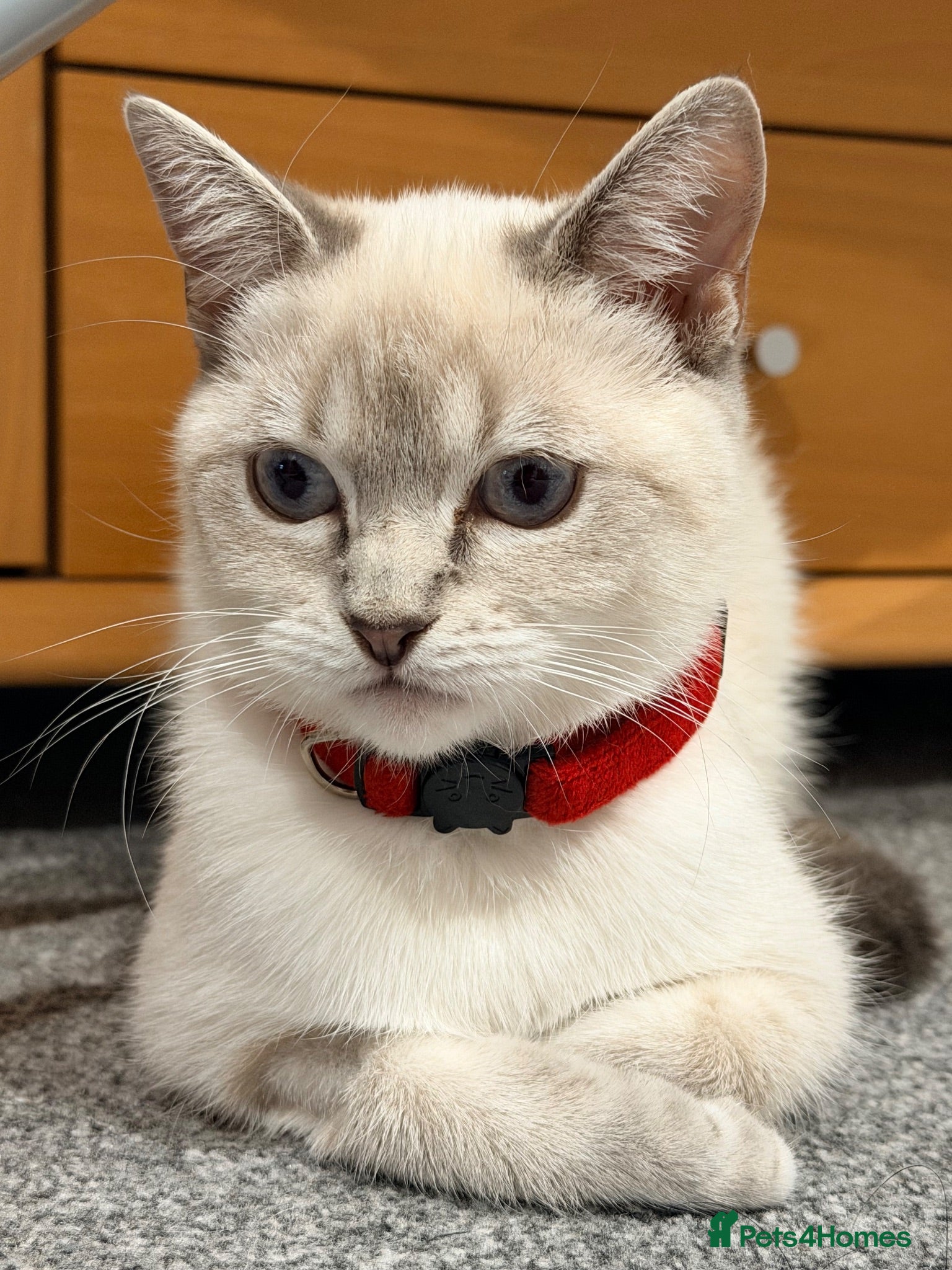 Ragdoll cats Femal 8 month old half ragdoll - Advert 2