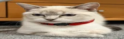 Ragdoll cats for sale: Femal 8 month old half ragdoll in Ripley - Advert 1